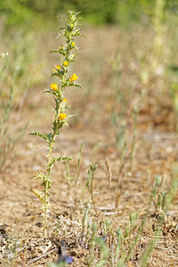 Scolymus hispanicus (Asteraceae)  - Scolyme d'Espagne, Chardon d'Espagne - Golden Thistle El Condado [Espagne] 09/05/2015 - 10m