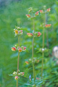 Scrophularia trifoliata (Scrophulariaceae)  - Scrofulaire trifoliée, Scrofulaire à trois folioles, Scrofulaire à trois feuilles Sierra de Cadix [Espagne] 08/05/2015 - 820m