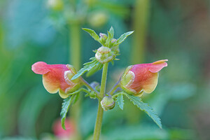 Scrophularia trifoliata (Scrophulariaceae)  - Scrofulaire trifoliée, Scrofulaire à trois folioles, Scrofulaire à trois feuilles Sierra de Cadix [Espagne] 08/05/2015 - 820m