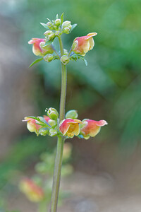 Scrophularia trifoliata (Scrophulariaceae)  - Scrofulaire trifoliée, Scrofulaire à trois folioles, Scrofulaire à trois feuilles Sierra de Cadix [Espagne] 08/05/2015 - 820m