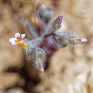 Sedum mucizonia (Crassulaceae)  - Orpin mucizonia Nororma [Espagne] 06/05/2015 - 640m
