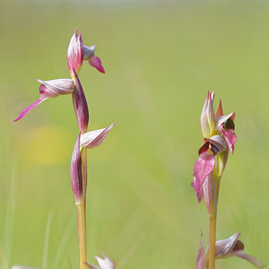 Serapias lingua (Orchidaceae)  - Sérapias langue, Sérapias à languette - Tongue-orchid Pyrenees-Orientales [France] 02/05/2015 - 40m