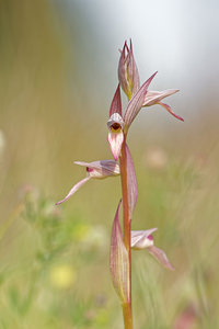 Serapias lingua (Orchidaceae)  - Sérapias langue, Sérapias à languette - Tongue-orchid Pyrenees-Orientales [France] 02/05/2015 - 40m