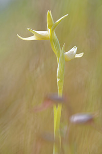 Serapias lingua (Orchidaceae)  - Sérapias langue, Sérapias à languette - Tongue-orchid Pyrenees-Orientales [France] 02/05/2015 - 40m