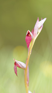 Serapias lingua (Orchidaceae)  - Sérapias langue, Sérapias à languette - Tongue-orchid Pyrenees-Orientales [France] 02/05/2015 - 40m