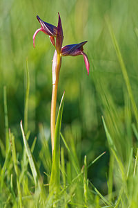 Serapias lingua (Orchidaceae)  - Sérapias langue, Sérapias à languette - Tongue-orchid Sierra de Cadix [Espagne] 09/05/2015 - 900m