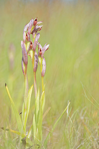 Serapias parviflora (Orchidaceae)  - Sérapias à petites fleurs - Small-flowered Tongue-orchid Pyrenees-Orientales [France] 02/05/2015 - 40m