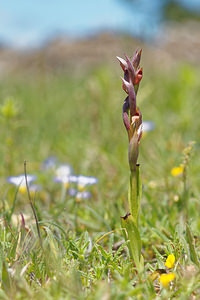Serapias parviflora (Orchidaceae)  - Sérapias à petites fleurs - Small-flowered Tongue-orchid Sierra de Cadix [Espagne] 08/05/2015 - 800m