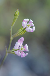 Silene secundiflora (Caryophyllaceae)  Nororma [Espagne] 05/05/2015 - 610m