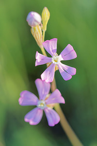 Silene secundiflora (Caryophyllaceae)  Nororma [Espagne] 05/05/2015 - 580m