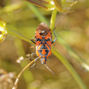 Spilostethus pandurus (Lygaeidae)  Antequera [Espagne] 06/05/2015 - 720m