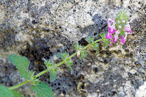 Stachys circinata (Lamiaceae)  - Epiaire en cercle Nororma [Espagne] 06/05/2015 - 700m