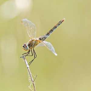 Sympetrum fonscolombii (Libellulidae)  - Sympétrum de Fonscolombe - Red-veined Darter El Condado [Espagne] 10/05/2015