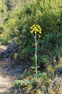 Thapsia villosa (Apiaceae)  - Thapsie velue, Thapsie Nororma [Espagne] 05/05/2015 - 600m