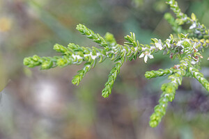 Thymelaea hirsuta (Thymelaeaceae)  - Thymélée hirsute, Passerine hérissée, Passerine hirsute Antequera [Espagne] 06/05/2015 - 700m