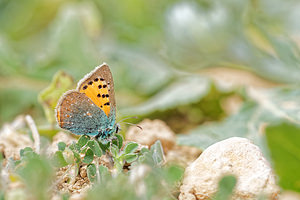 Tomares ballus (Lycaenidae)  - Faux-Cuivré smaragdin, Ballous Albacete [Espagne] 04/05/2015 - 450m