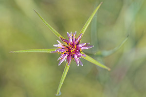 Tragopogon angustifolius (Asteraceae)  - Salsifis à feuilles étroites Nororma [Espagne] 06/05/2015 - 620m