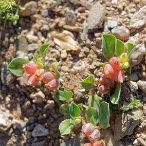 Tripodion tetraphyllum (Fabaceae)  - Tripodion à quatre feuilles, Anthyllis à quatre feuilles, Anthyllide à quatre feuilles - Bladder Vetch Antequera [Espagne] 06/05/2015 - 700m