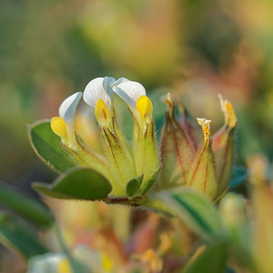 Tripodion tetraphyllum (Fabaceae)  - Tripodion à quatre feuilles, Anthyllis à quatre feuilles, Anthyllide à quatre feuilles - Bladder Vetch Sierra de Cadix [Espagne] 09/05/2015 - 870m