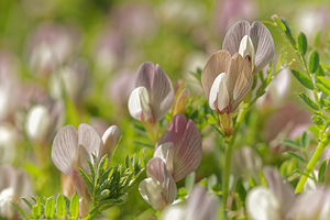 Vicia lathyroides (Fabaceae)  - Vesce fausse gesse, Vesce printanière - Spring Vetch Sierra de Cadix [Espagne] 08/05/2015 - 1100m