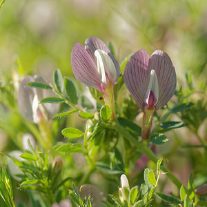 Vicia lathyroides (Fabaceae)  - Vesce fausse gesse, Vesce printanière - Spring Vetch Sierra de Cadix [Espagne] 08/05/2015 - 1100m