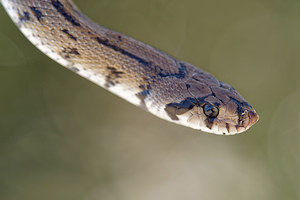 Zamenis scalaris (Colubridae)  - Couleuvre à échelons - Ladder Snake Comarca de Alhama [Espagne] 12/05/2015 - 1040m