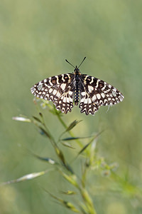 Zerynthia rumina (Papilionidae)  - Proserpine - Spanish Festoon Nororma [Espagne] 06/05/2015 - 620m