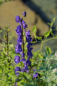 Aconitum napellus (Ranunculaceae)  - Aconit napel, Casque de Jupiter, Casque - Monk's-hood Sobrarbe [Espagne] 30/06/2015 - 1160m