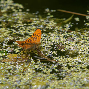 Argynnis paphia (Nymphalidae)  - Tabac d'Espagne, Nacré vert, Barre argentée, Empereur - Silver-washed Fritillary Lot [France] 27/06/2015 - 270m