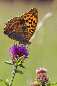 Argynnis paphia (Nymphalidae)  - Tabac d'Espagne, Nacré vert, Barre argentée, Empereur - Silver-washed Fritillary Lot [France] 27/06/2015 - 280m