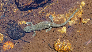 Calotriton asper (Salamandridae)  - Calotriton des Pyrénées, Euprocte des Pyrénées - Pyrenean Brook Newt Hautes-Pyrenees [France] 29/06/2015 - 2190m