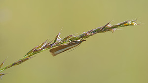 Catoptria bolivari (Crambidae)  - Crambus de Bolivar Hautes-Pyrenees [France] 28/06/2015 - 1640m