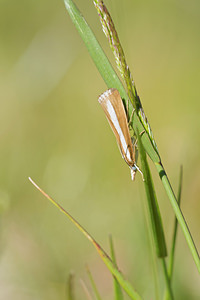 Catoptria bolivari (Crambidae)  - Crambus de Bolivar Hautes-Pyrenees [France] 28/06/2015 - 1640m