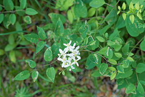 Clematis flammula (Ranunculaceae)  - Clématite flammette, Clématite brûlante, Clématite flamme, Clématite odorante - Virgin's-bower Sobrarbe [Espagne] 30/06/2015 - 1090m