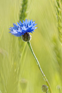 Cyanus segetum (Asteraceae)  - Bleuet des moissons, Bleuet, Barbeau - Cornflower Nord [France] 06/06/2015 - 30m