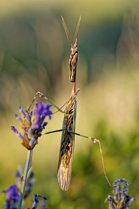 Empusa pennata (Empusidae)  - Empuse commune, Diablotin Sobrarbe [Espagne] 30/06/2015 - 1090m