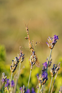 Empusa pennata (Empusidae)  - Empuse commune, Diablotin Sobrarbe [Espagne] 30/06/2015 - 1090m