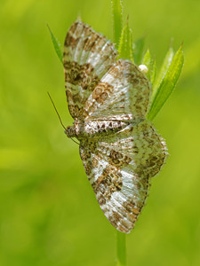 Epirrhoe rivata (Geometridae)  - Mélanippe claire - Wood Carpet Nord [France] 07/06/2015 - 50m