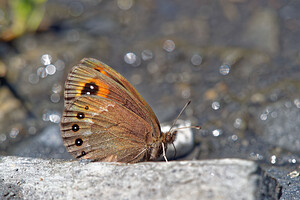 Erebia meolans (Nymphalidae)  - Moiré des Fétuques Hautes-Pyrenees [France] 28/06/2015 - 1570m