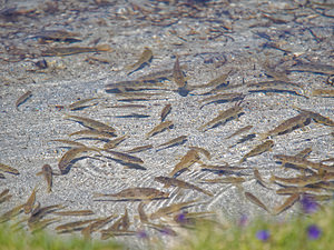 Gobio gobio (Gobionidae)  - Goujon - Gudgeon Hautes-Pyrenees [France] 29/06/2015 - 2200m