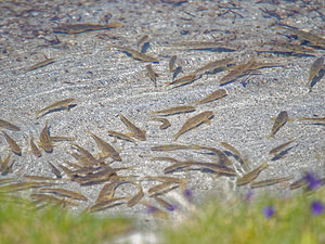 Gobio gobio (Gobionidae)  - Goujon - Gudgeon Hautes-Pyrenees [France] 29/06/2015 - 2200m