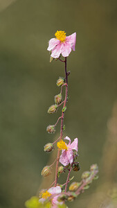 Helianthemum apenninum (Cistaceae)  - Hélianthème des Apennins - White Rock-rose Sobrarbe [Espagne] 30/06/2015 - 1150m