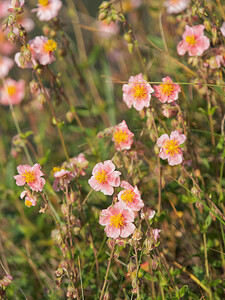 Helianthemum apenninum (Cistaceae)  - Hélianthème des Apennins - White Rock-rose Sobrarbe [Espagne] 30/06/2015 - 1150m