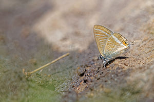 Lampides boeticus (Lycaenidae)  - Azuré porte-queue, Argus porte-queue, Porte-Queue bleu strié, Lycène du Baguenaudier, Strié - Long-tailed Blue Hautes-Pyrenees [France] 29/06/2015 - 2080m