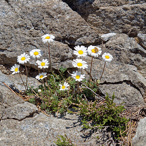 Leucanthemopsis alpina subsp. tomentosa (Asteraceae)  - Marguerite tomenteuse, Leucanthémopsis laineux, Fausse marguerite tomenteuse, Marguerite laineuse Hautes-Pyrenees [France] 29/06/2015 - 2180m