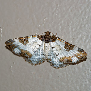 Melanthia procellata (Geometridae)  - Mélanthie pie - Pretty Chalk Carpet Hautes-Pyrenees [France] 30/06/2015 - 1050m