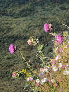 Onopordum illyricum (Asteraceae)  - Onoporde d'Illyrie, Onopordon d'Illyrie - Illyrian Thistle Sobrarbe [Espagne] 30/06/2015 - 1150m