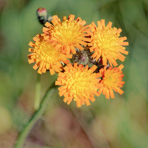 Pilosella aurantiaca (Asteraceae)  - Piloselle orangée, Épervière orangée Nord [France] 06/06/2015 - 50mPied isol?, probable ?chapp?e de jardin, quoique trouv?e au fond des bois ? plus d'un km de l'habitation la plus proche.