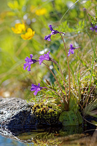 Pinguicula grandiflora Grassette à grandes fleurs Large-flowered Butterwort