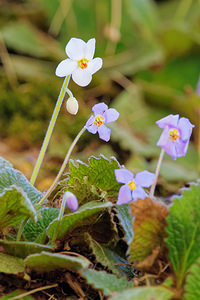 Ramonda myconi (Gesneriaceae)  - Ramondie des Pyrénées, Ramonda des Pyrénées - Pyrenean-violet Hautes-Pyrenees [France] 28/06/2015 - 1320m